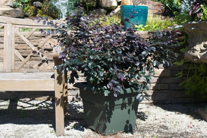 Loropetalum chinense Dark Fire