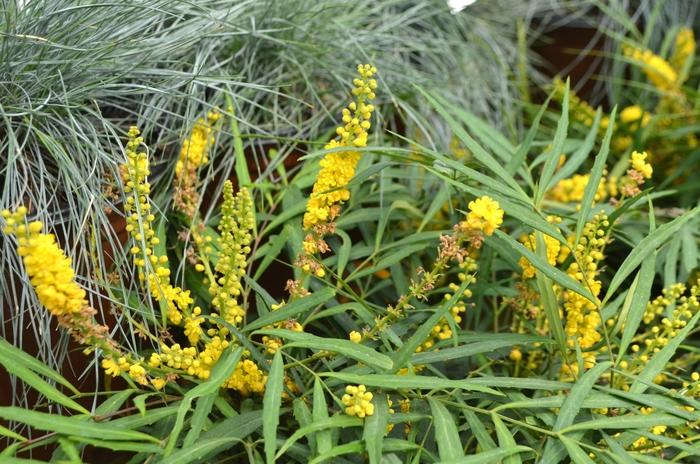 Mahonia eurybracteata Soft Caress