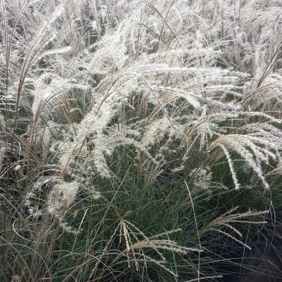 Miscanthus sinensis 'Little Kitten' - Dwarf Maiden Grass from Jericho Farms