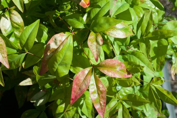 Nandina domestica Firepower