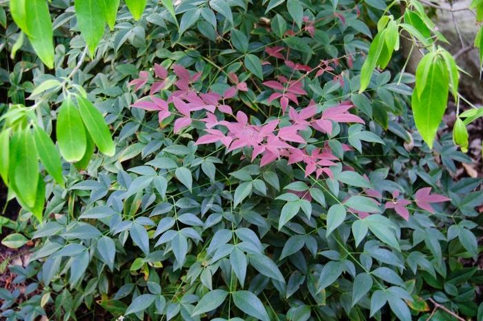 Nandina domestica Flirt™