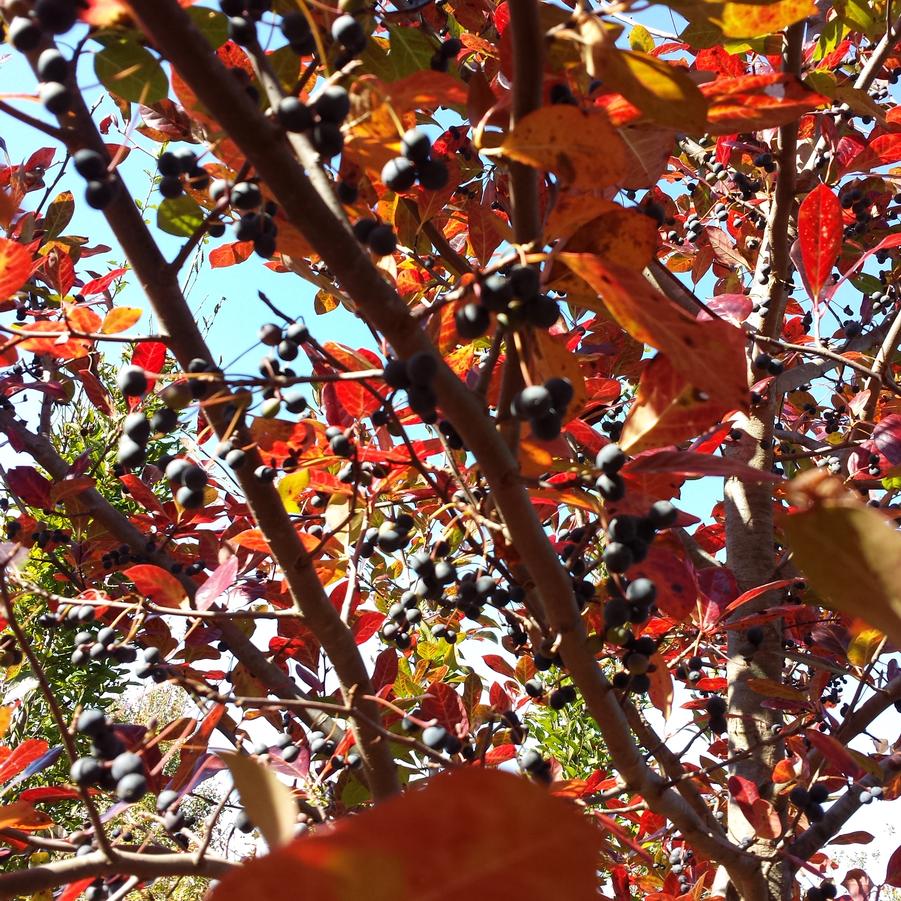 Nyssa sylvatica - Black Gum Fall Berries from Jericho Farms