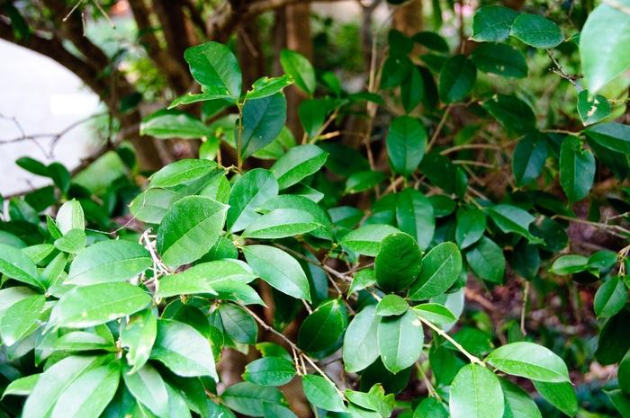 Osmanthus fragrans