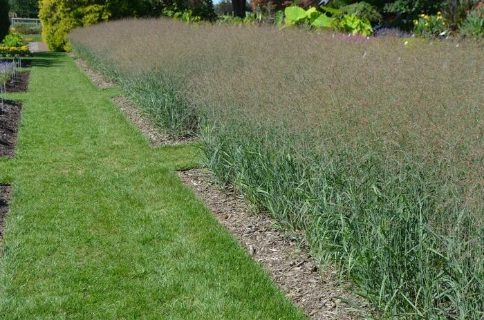 Panicum virgatum Heavy Metal