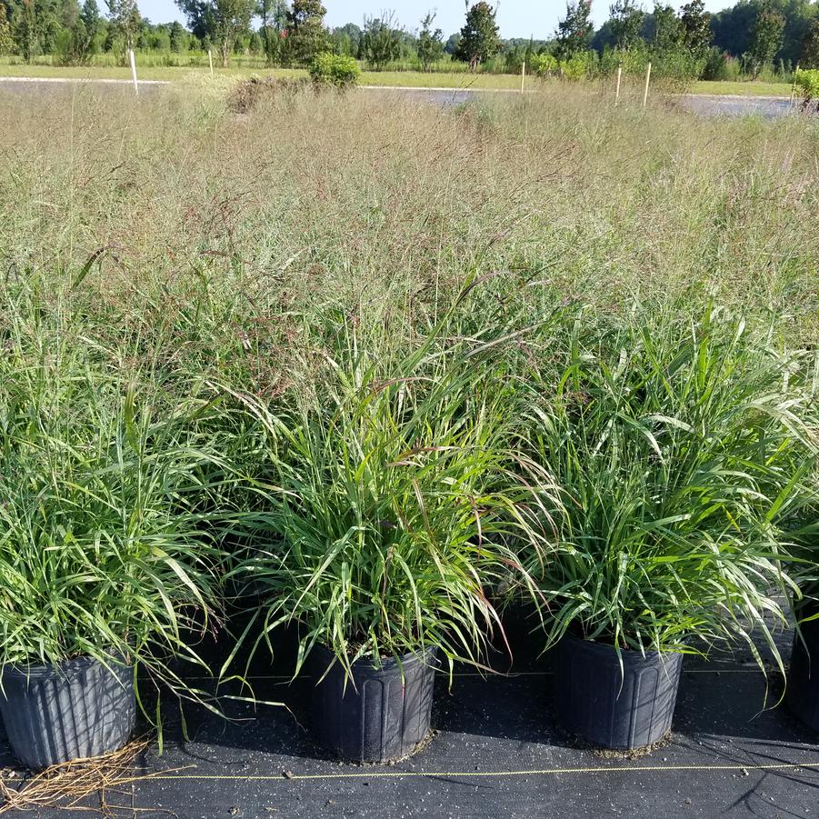 Panicum virgatum 'Shenandoah' - Switch Grass from Jericho Farms