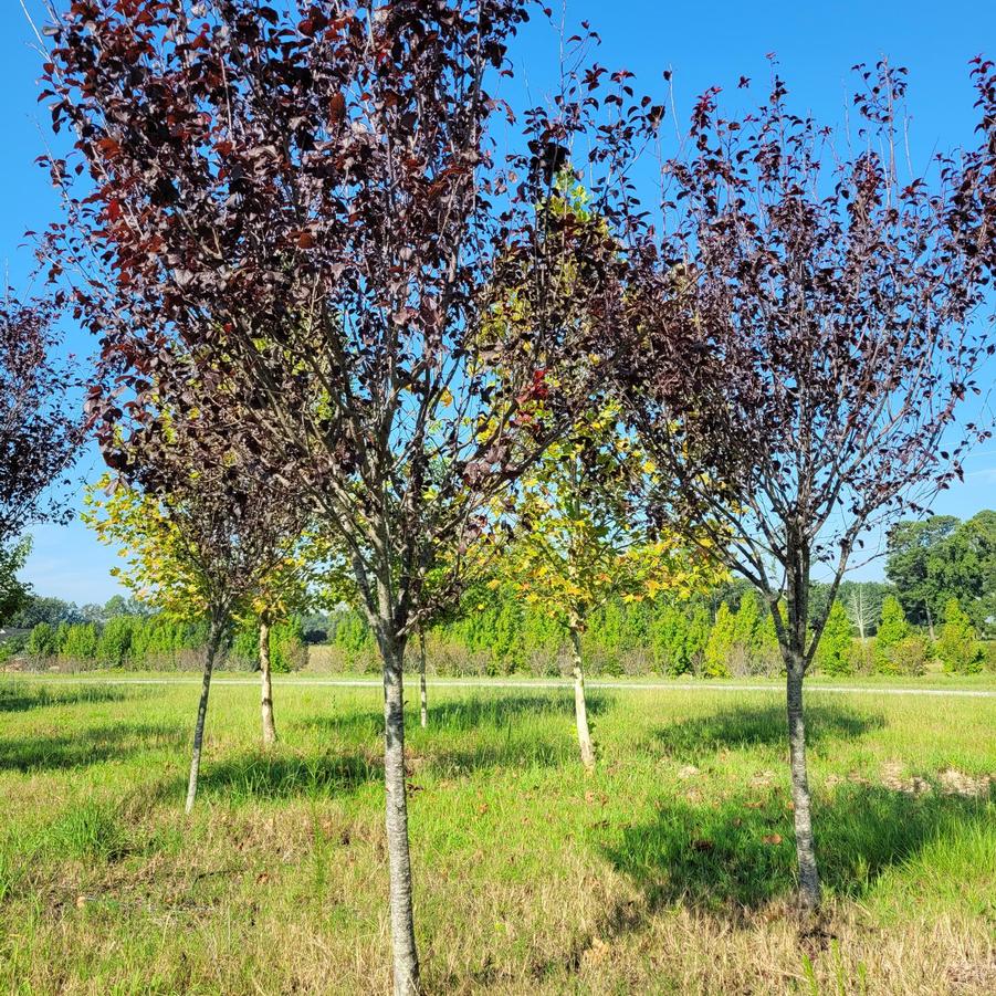Prunus cerasifera 'Krauter Vesuvius' - Purple Leaf Plum from Jericho Farms