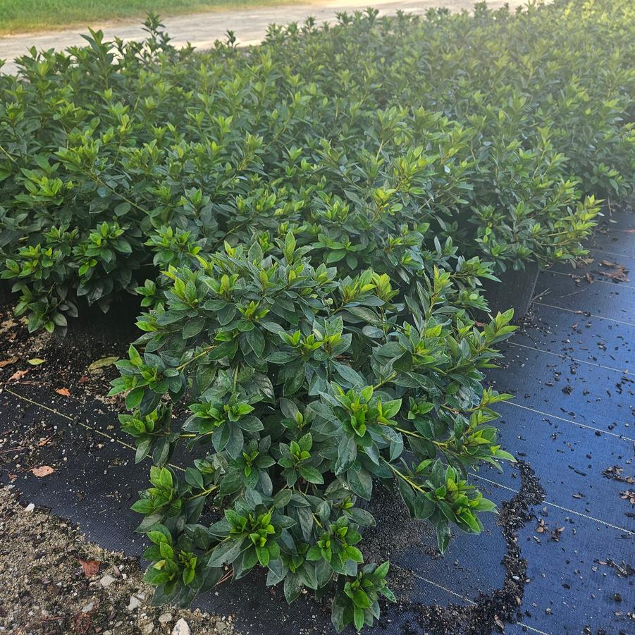 Rhododendron Southern Indica hybrid 'Purple Formosa' - Azalea from Jericho Farms