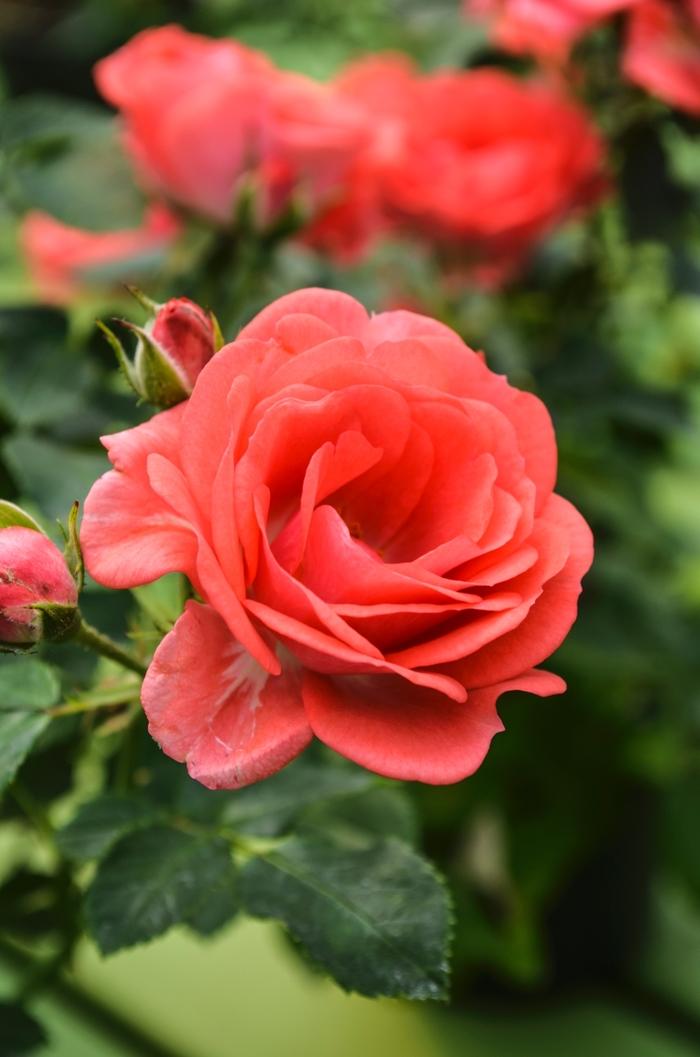 Rosa Coral Drift®