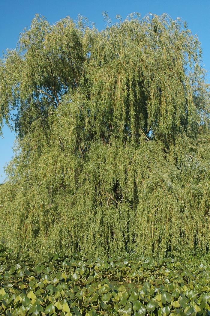 Salix babylonica 