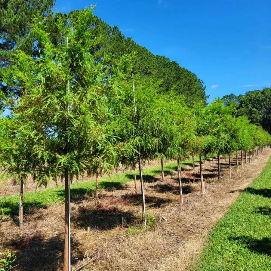 Taxodium distichum - Bald Cypress from Jericho Farms
