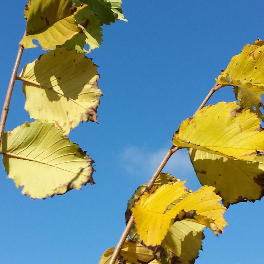 Ulmus americana 'Princeton' - American Elm from Jericho Farms - Fall Foliage