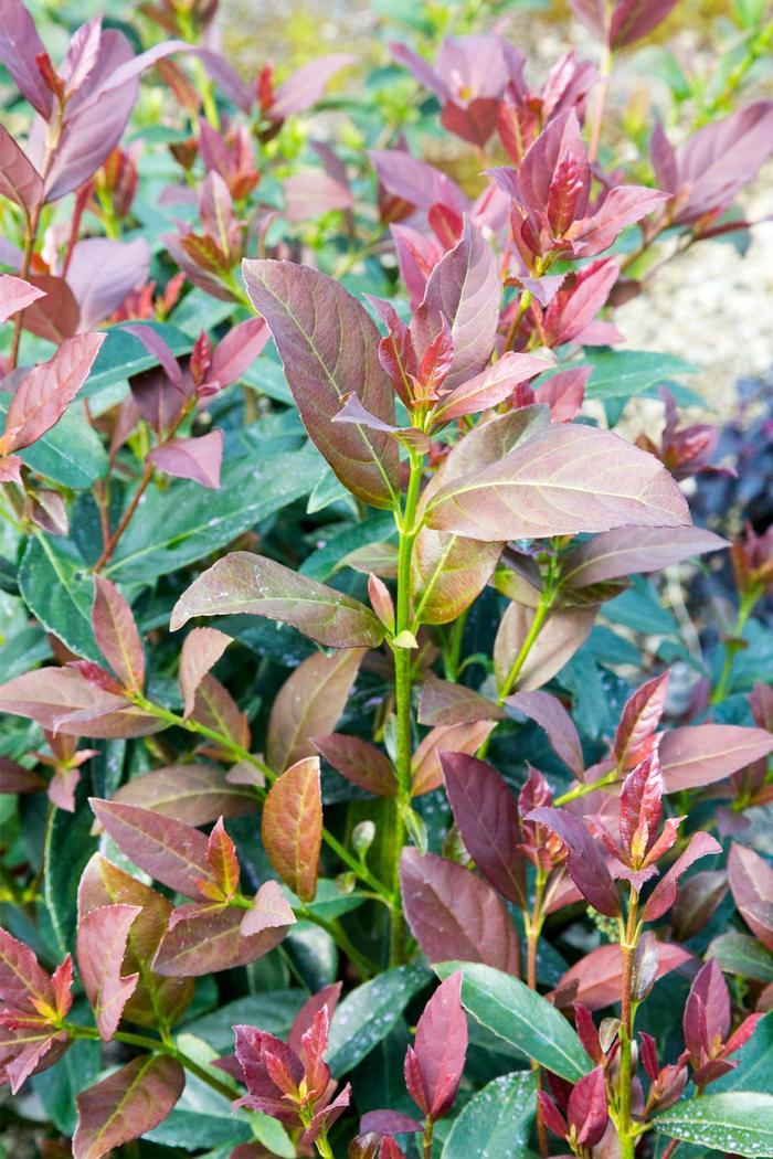 Viburnum odoratissimum Coppertop™