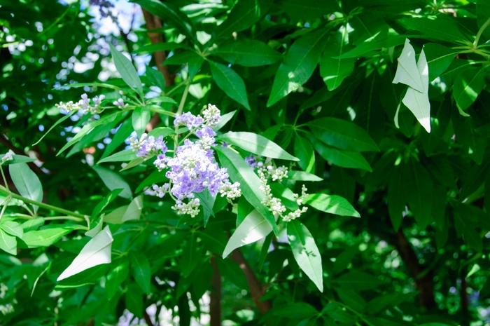 Vitex agnus-castus Shoal Creek