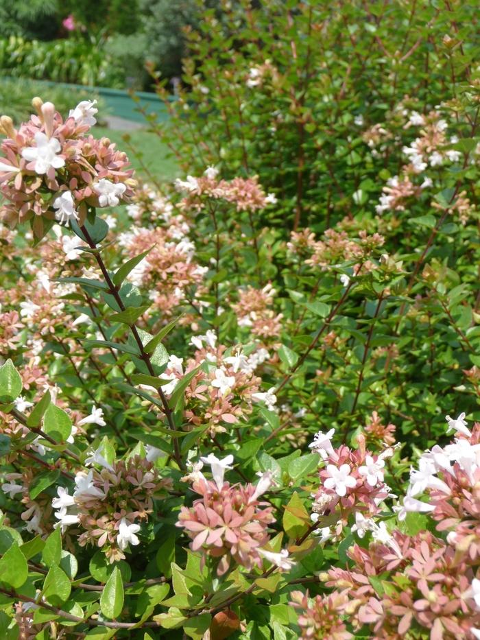 Abelia x chinensis Rose Creek