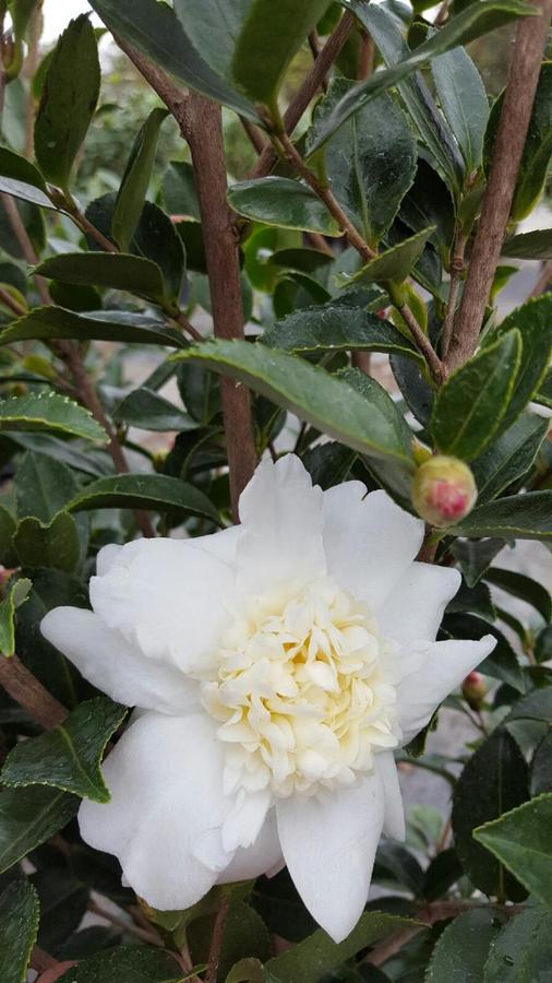 Camellia Ice Angels® 'Winter's Snowman' - Camellia from Jericho Farms