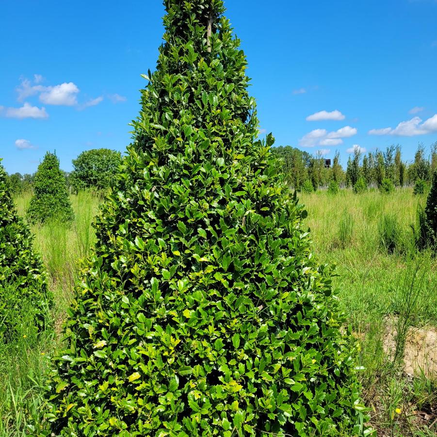 Ilex 'Oakland™' - Holly from Jericho Farms