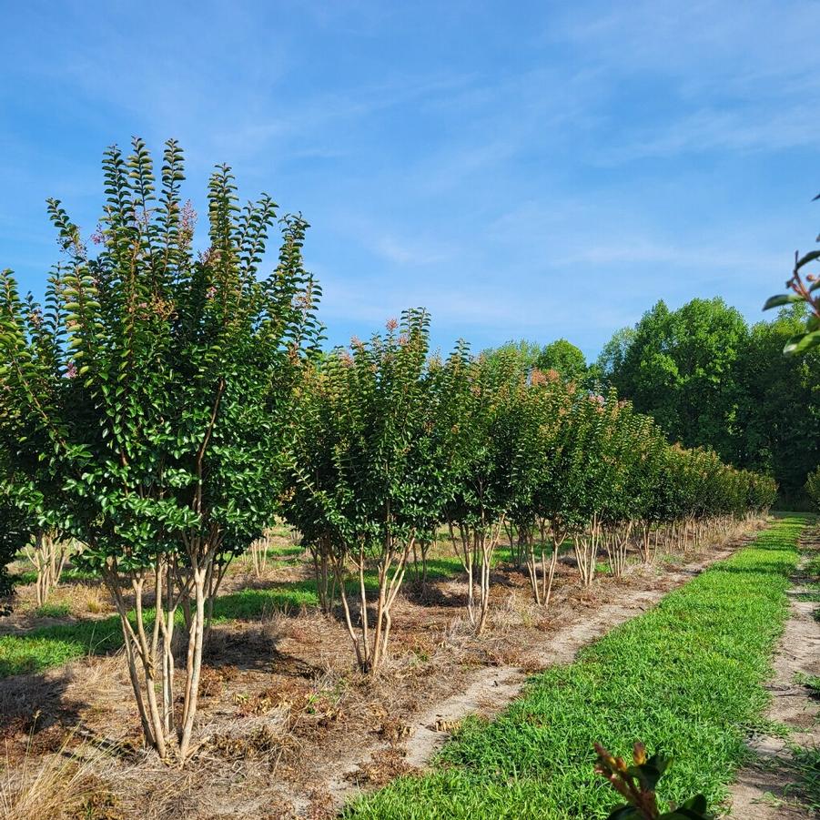 Lagerstroemia indica x fauriei 'Sioux' - Crapemyrtle from Jericho Farms