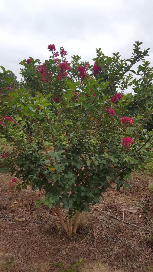 Lagerstroemia indica x fauriei 'Tonto' - Crape Myrtle from Jericho Farms