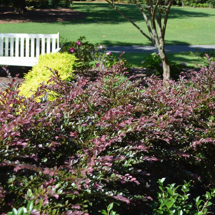 Loropetalum chinense var. rubrum Crimson Fire™