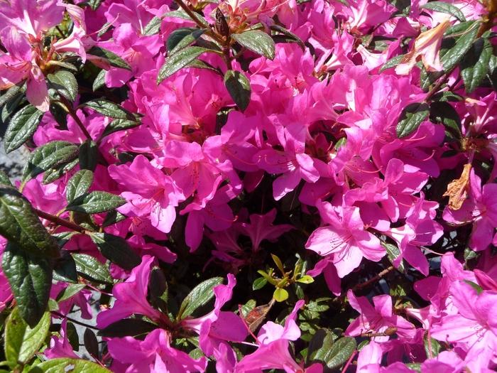 Rhododendron Encore® Autumn Amethyst®