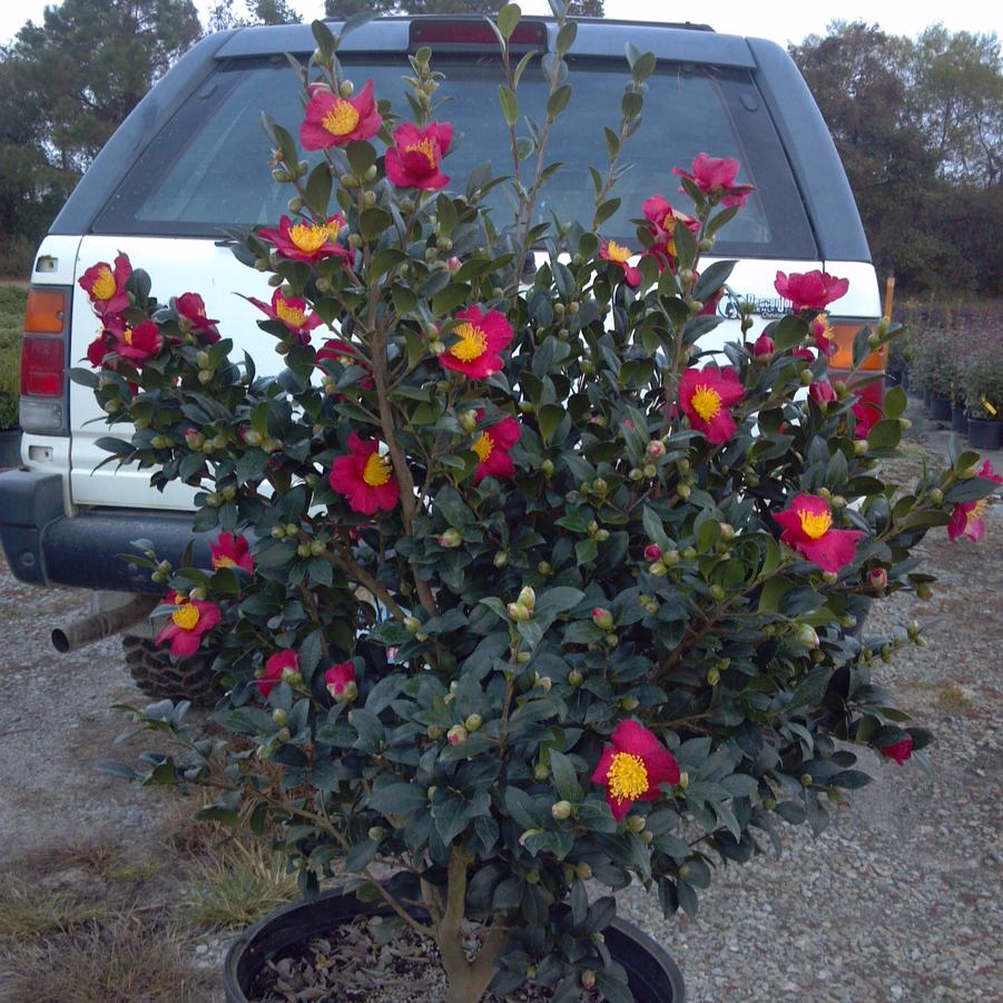 Camellia sasanqua 'Yuletide' - Camellia from Jericho Farms