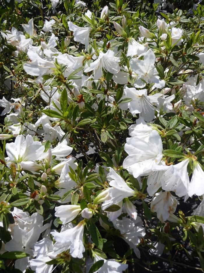 Rhododendron Mrs. G.G. Gerbing