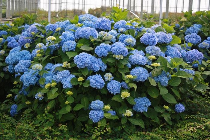 Hydrangea macrophylla Endless Summer®