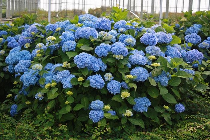 Hydrangea macrophylla Endless Summer® 