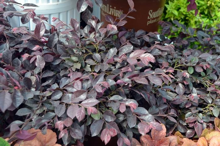 Loropetalum chinense Purple Daydream®