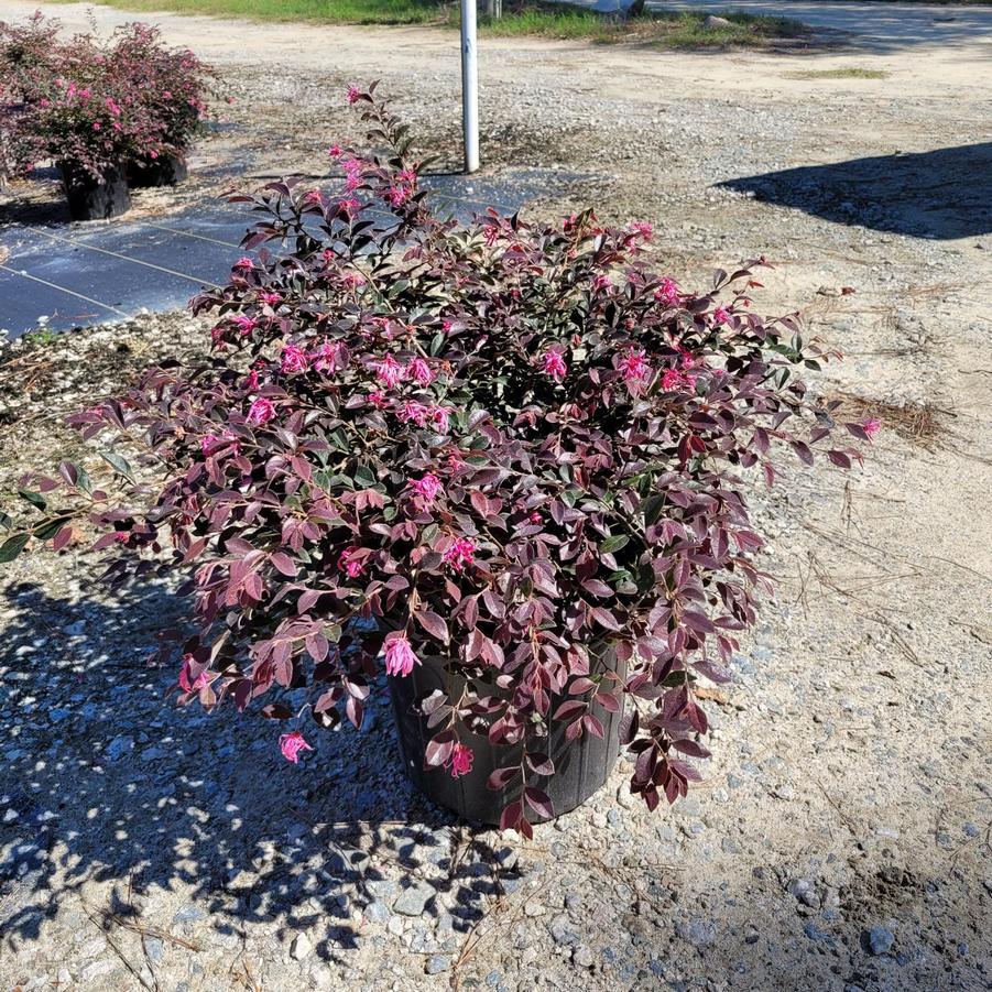 Loropetalum chinense var. rubrum 'Daruma' - Chinese Fringeflower from Jericho Farms