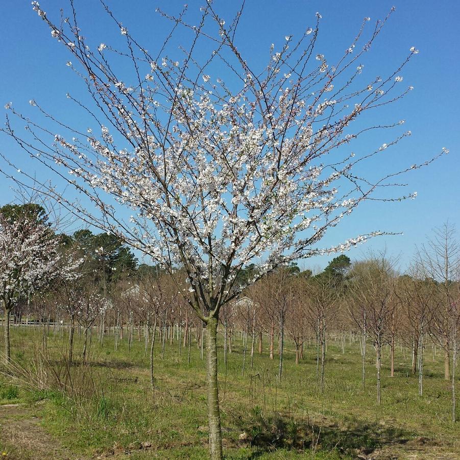 Prunus x yedoensis - Yoshino Cherry from Jericho Farms