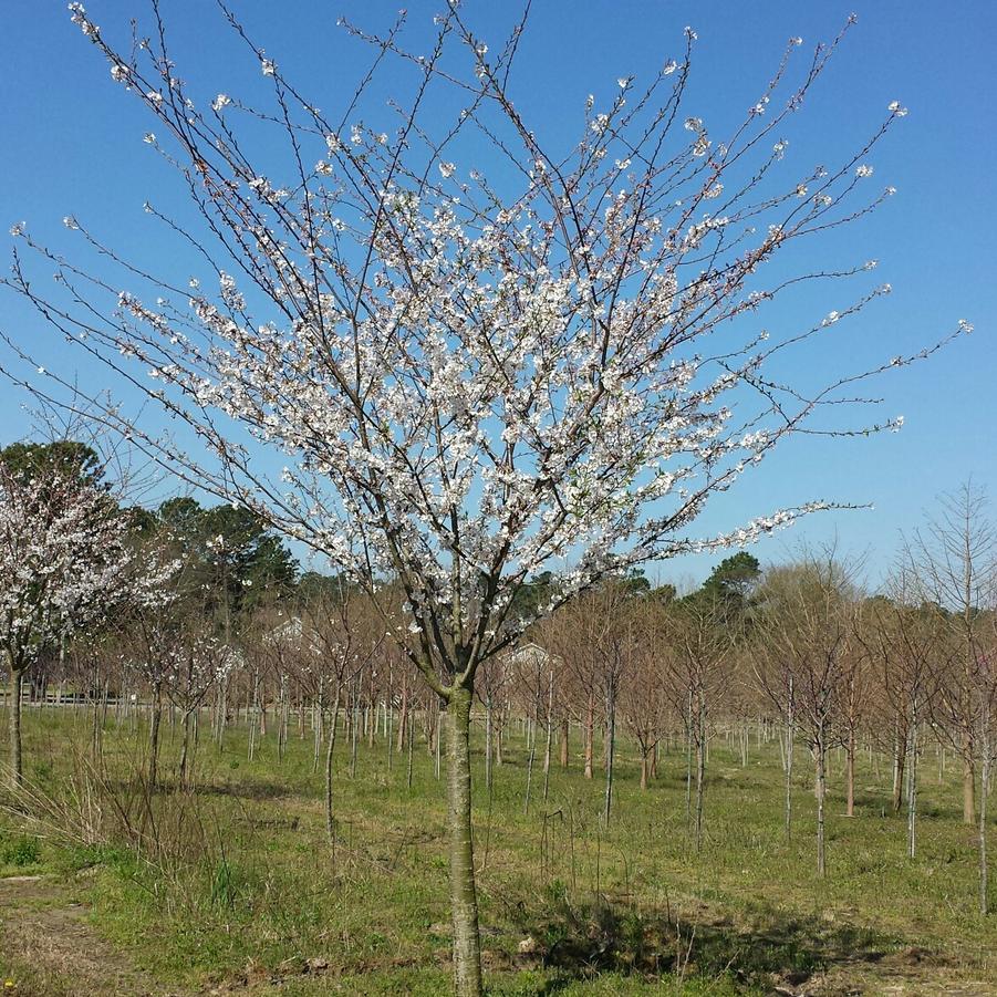 Prunus x yedoensis 