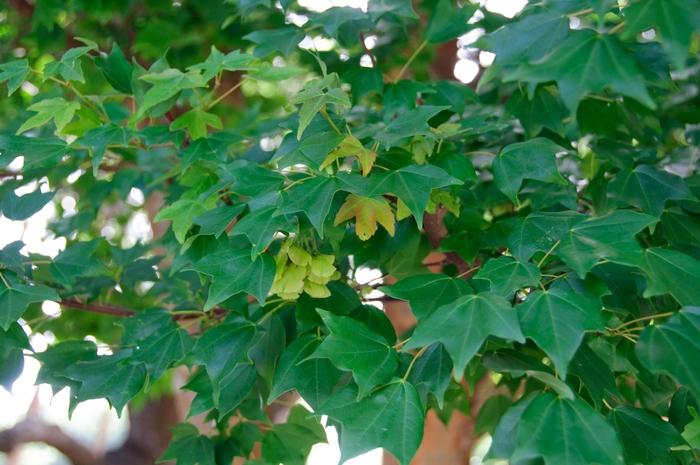 Acer buergerianum 