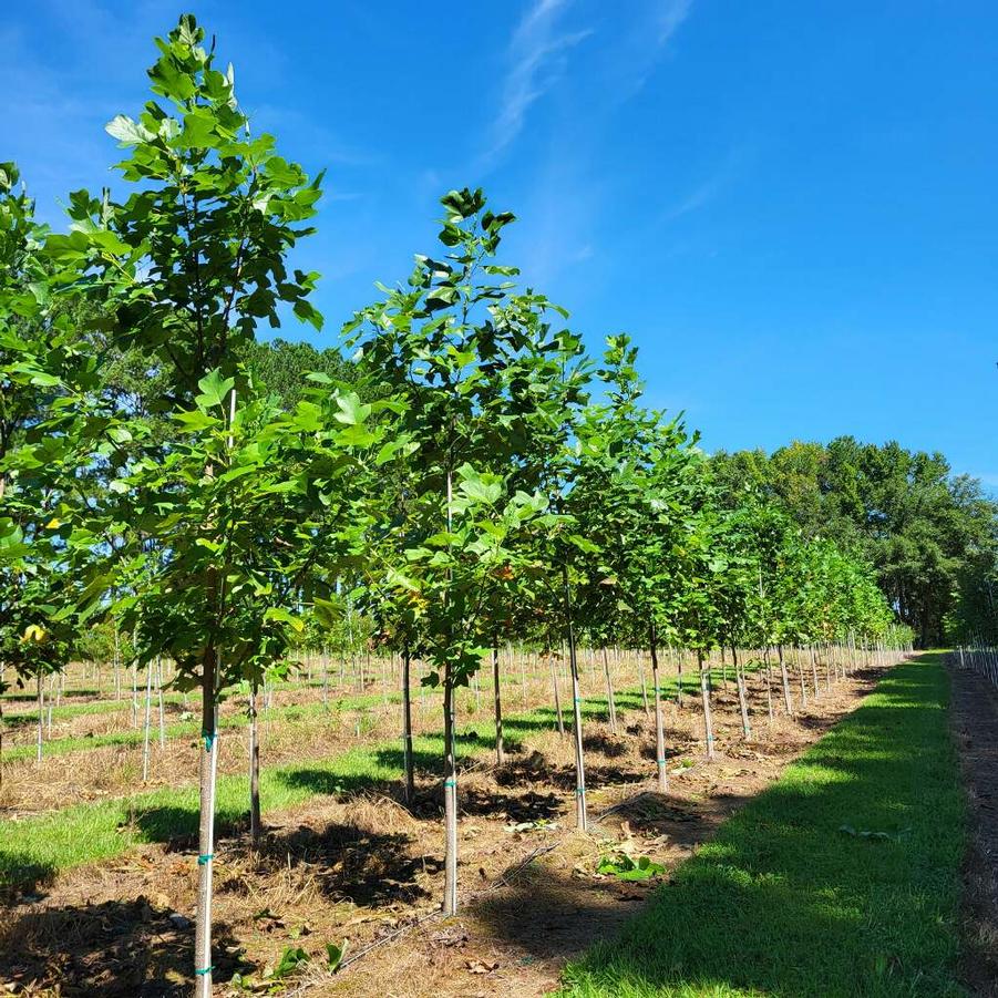 Liriodendron tulipfera - Tulip Poplar from Jericho Farms