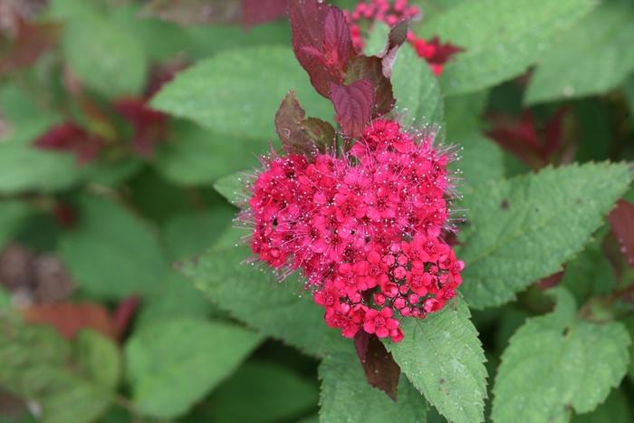 Spiraea x Double Play Doozie® Double Play®