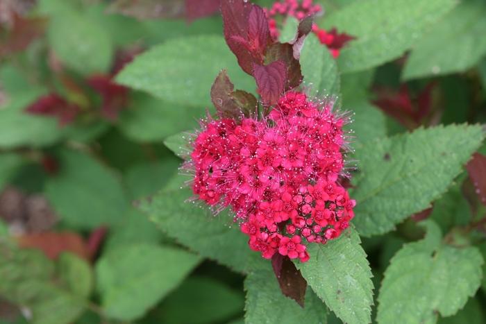 Spiraea Double Play Doozie® 