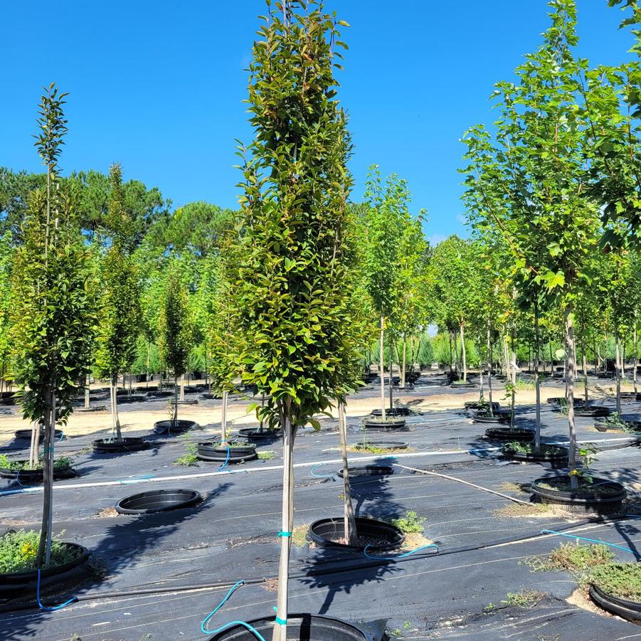 Carpinus betulus 'Fastigiata' - Common Hornbeam from Jericho Farms