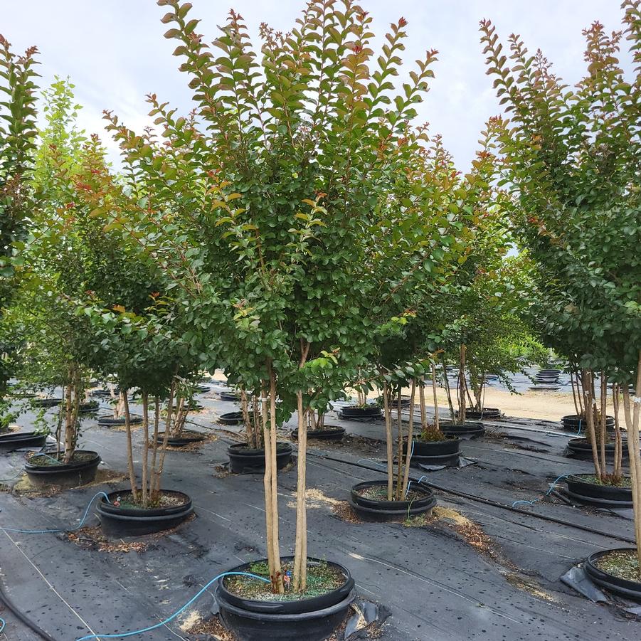 Lagerstroemia Colorama™ 'Scarlet' - Crape Myrtle from Jericho Farms