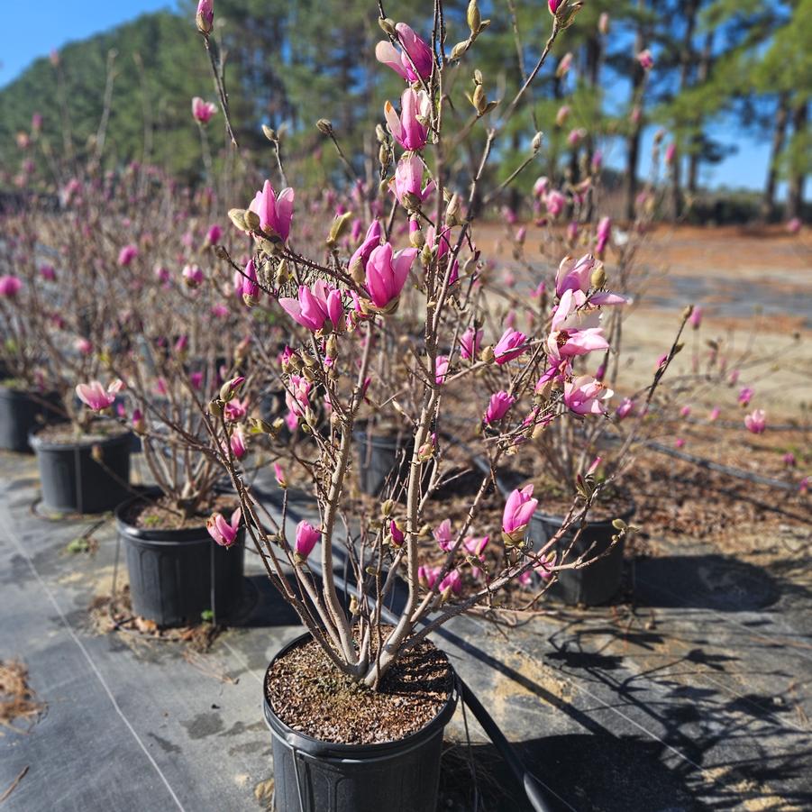 Magnolia Little Girl 'Jane' - Magnolia from Jericho Farms