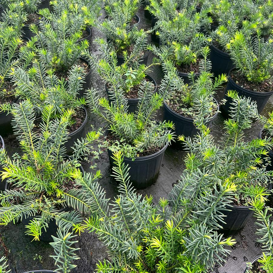 Cephalotaxus harringtonia 'Duke Gardens' - Japanese Plum Yew from Jericho Farms