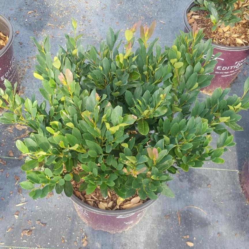 Distylium 'Coppertone™' - Distylium from Jericho Farms