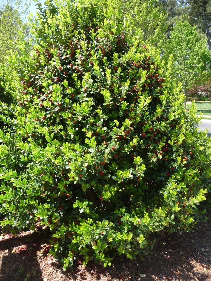 Ilex cornuta Burfordii Nana