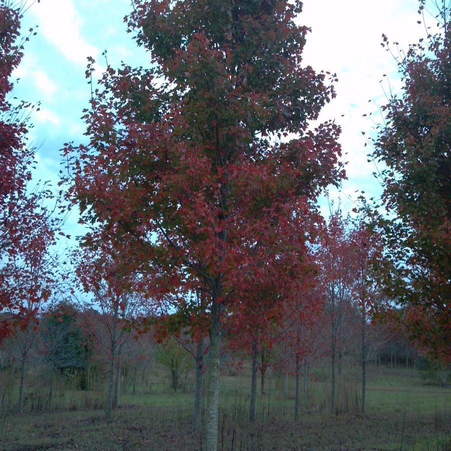 Acer rubrum 'October Glory' - Red Maple from Jericho Farms. Fall Foliage