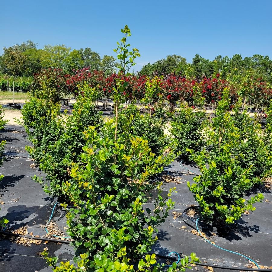 Ilex opaca 'Satyr Hill' - American Holly from Jericho Farms