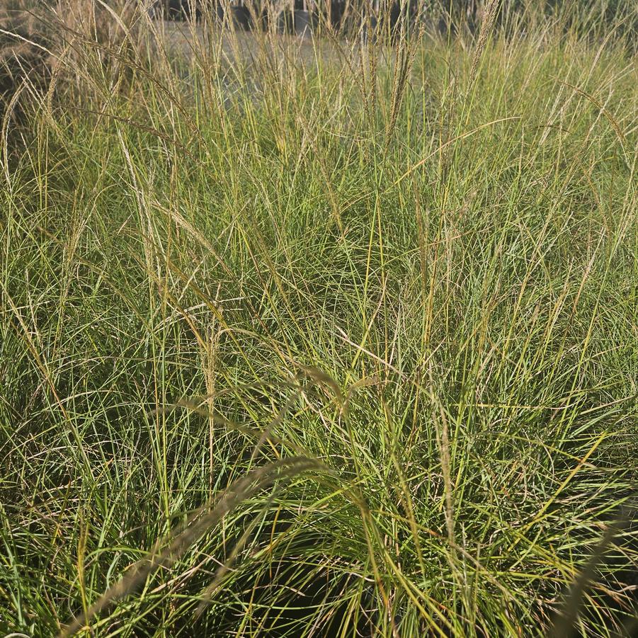 Miscanthus sinensis 'Little Kitten' - Dwarf Maiden Grass from Jericho Farms