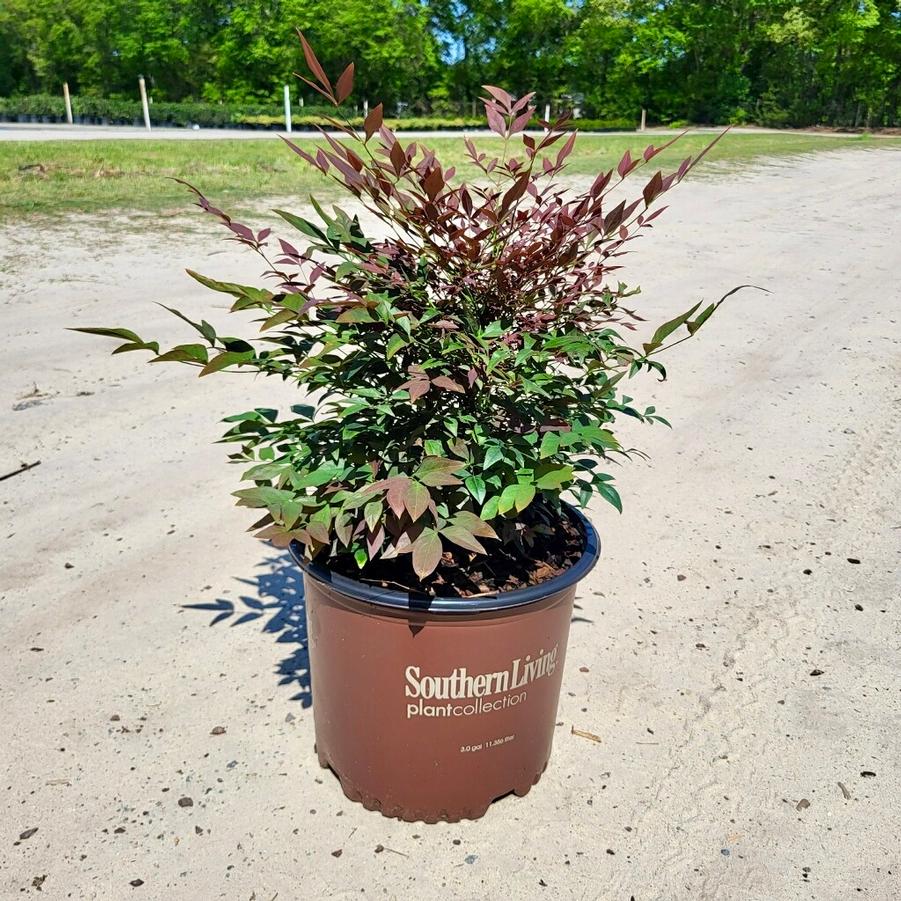 Nandina domestica 'Obsession™' - Nandina from Jericho Farms