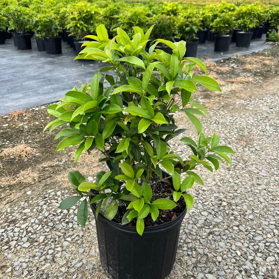 Osmanthus fragrans - Fragrant Tea Olive from Jericho Farms