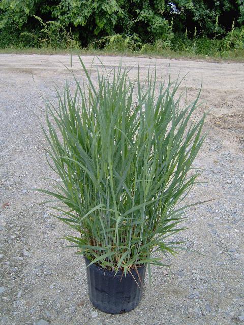 Panicum virgatum 'Heavy Metal' - Switch Grass from Jericho Farms