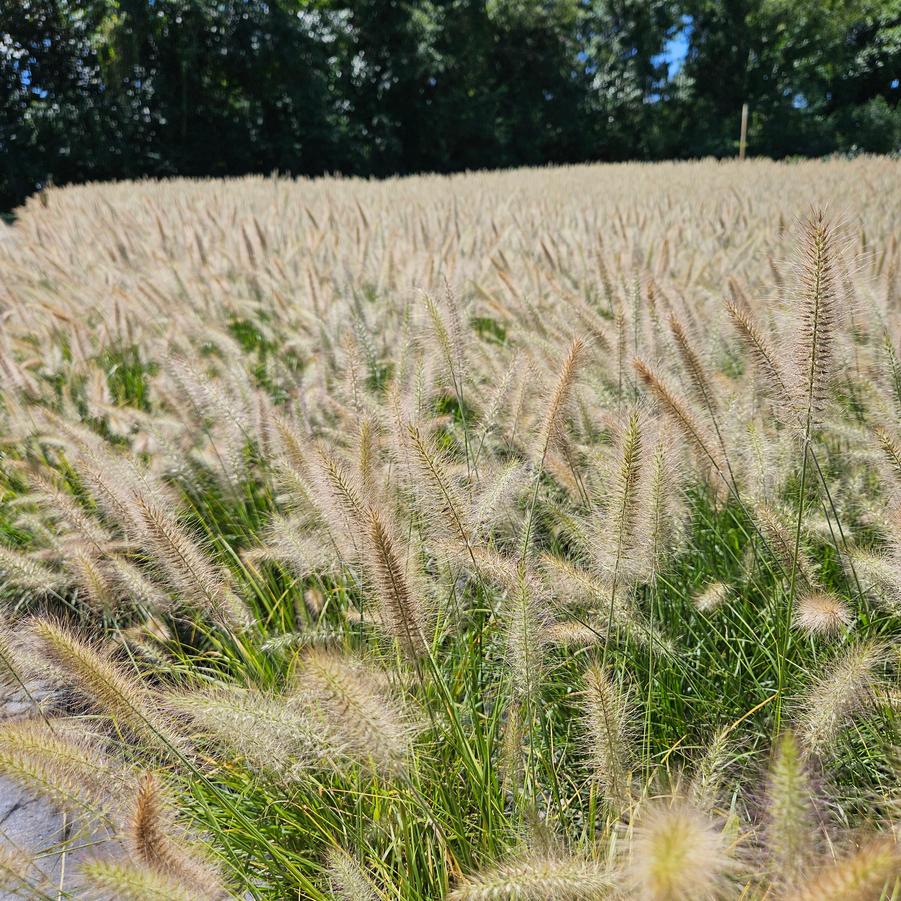 Pennisetum alopecuroides 'Cassian' - Fountain Grass from Jericho Farms