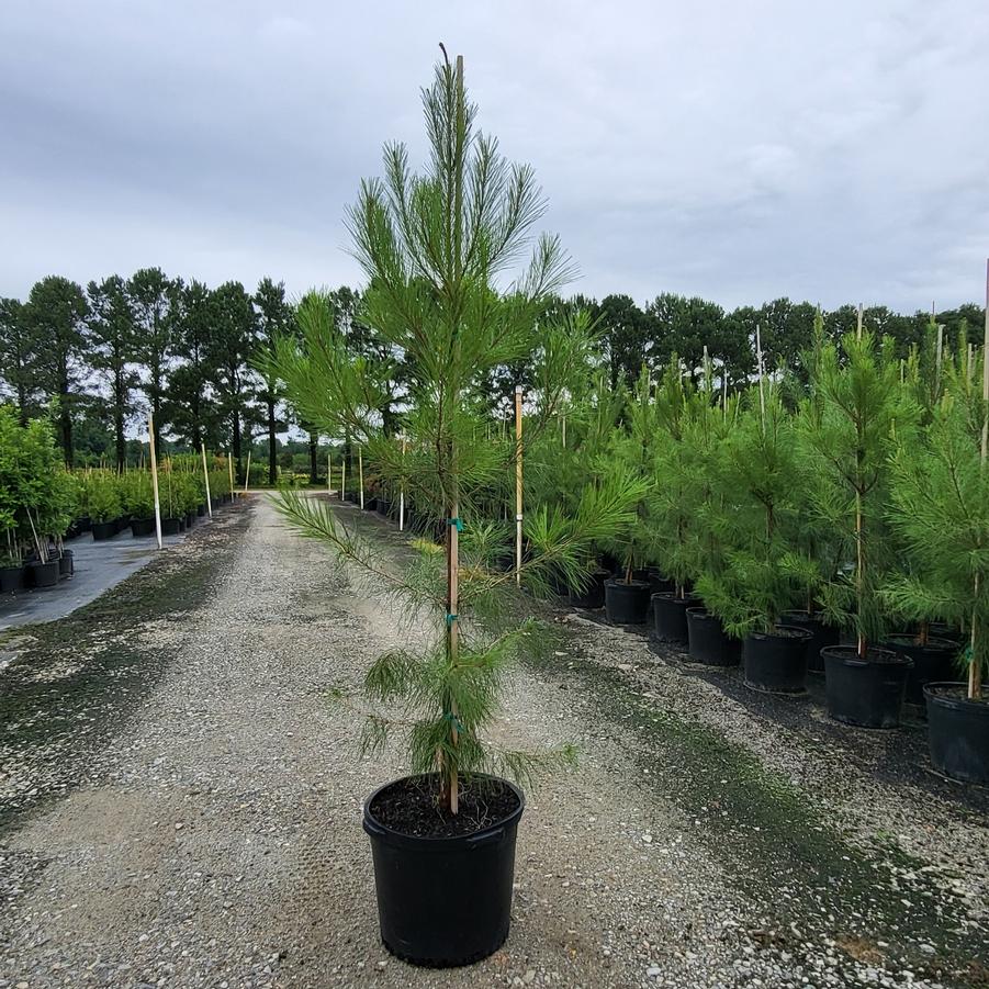 Pinus taeda - Loblolly Pine from Jericho Farms
